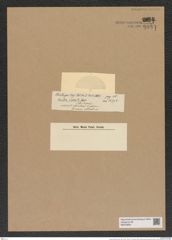 Euodia radiata Castrac. (de-Toni-Nr.: Genus 210, Species 5284) Zeichnungen Sammlung Grunow Nr. 9097 (NHMW-BOT-W0378854)